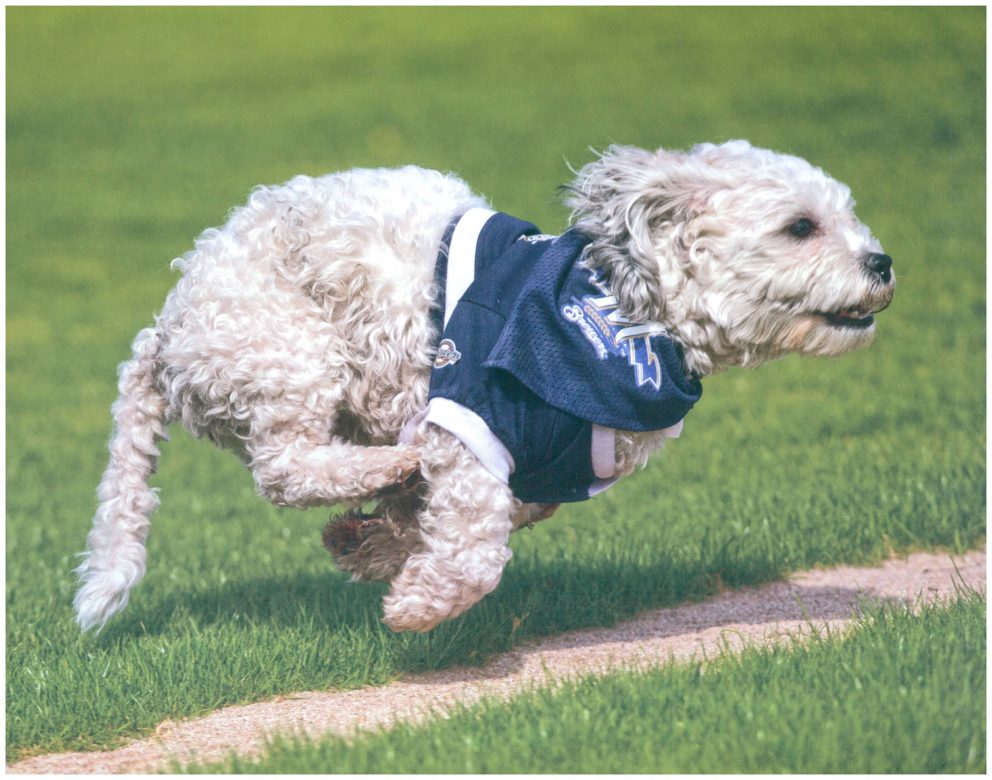 Hank, The Ballpark Pup