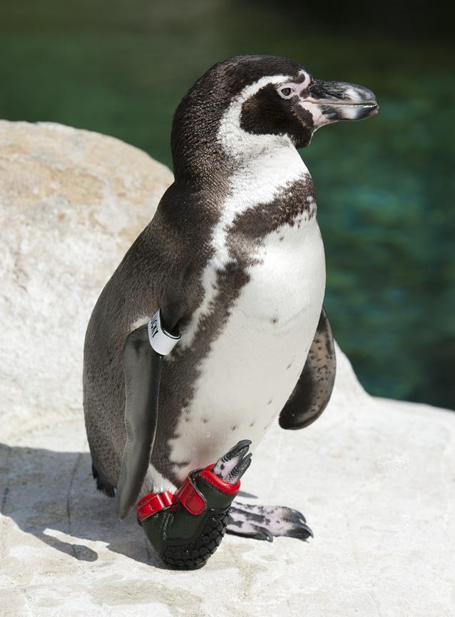 Lucky at the Santa Barbara Zoo